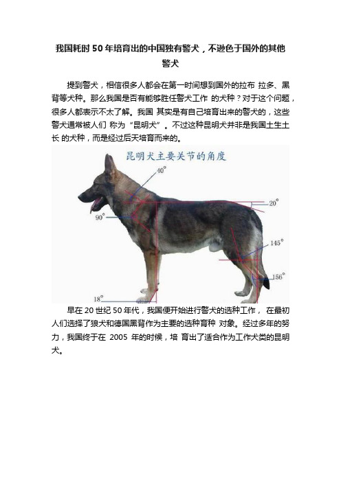 我国耗时50年培育出的中国独有警犬，不逊色于国外的其他警犬