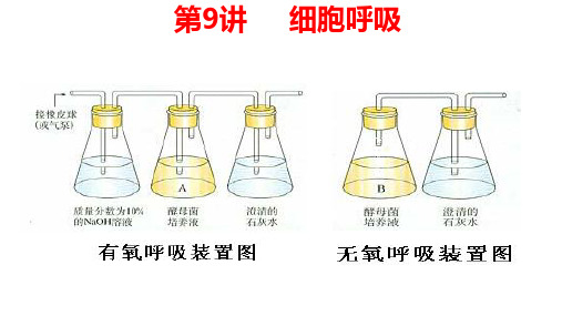 高三一轮复习生物：第9讲细胞呼吸课件