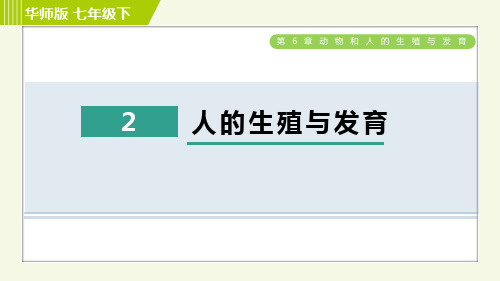 华师版七年级下册科学 第6章 6.2人的生殖与发育 习题课件