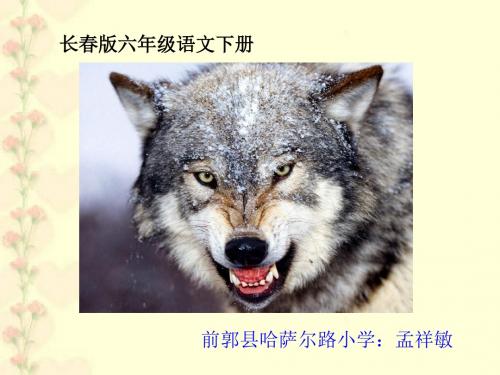000不留余地的狼正版.PPT