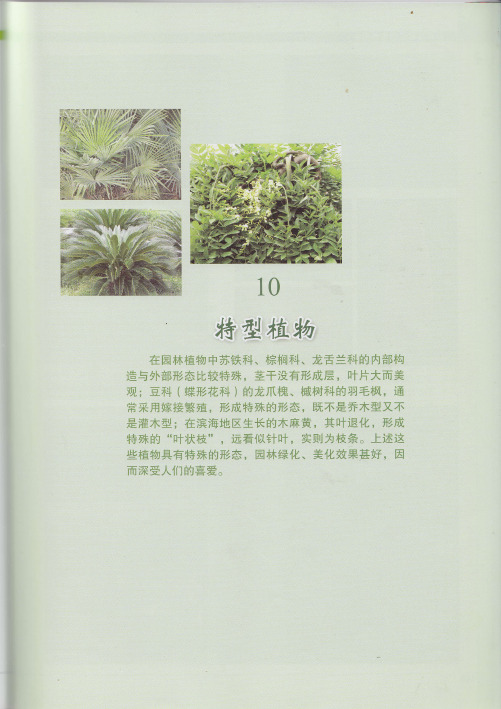 园林植物识别与应用--特型植物