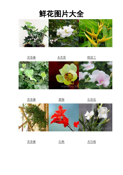 鲜花图片大全