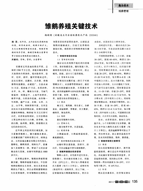 雏鹅养殖关键技术