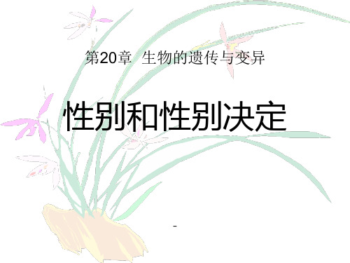 北师大版八上第二十章第四节性别和性别决定(共29张PPT)