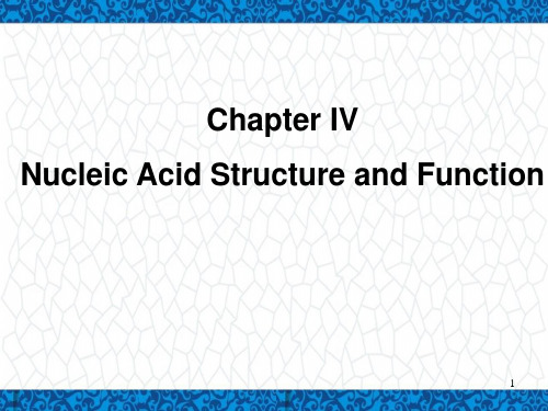 高等教学大一英语下PPT课件：Nucleic Acid Structure and Function