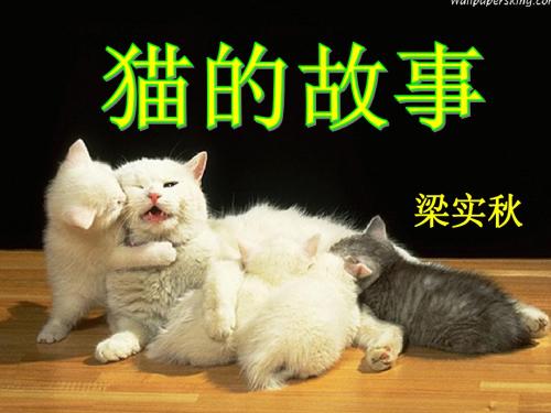 初中语文《猫的故事》(共16张)ppt12