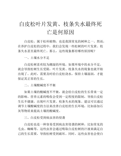 白皮松叶片发黄、枝条失水最终死亡是何原因