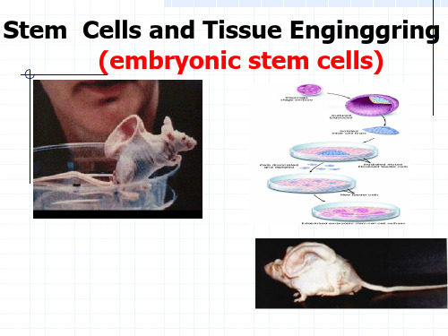 胚胎干细胞(-精品医学课件)