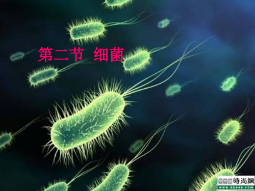 《细菌》精品PPT课件