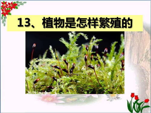 《植物是怎样繁殖的》植物的生命系统3精品 课件 