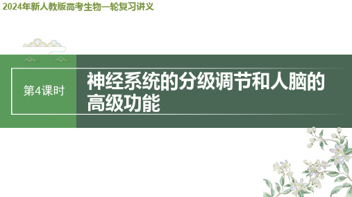 2024年新人教版高考生物一轮复习讲义  第8单元 第4课时 神经系统的分级调节和人脑的高级功能