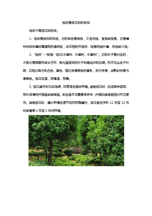 桂皮是桂花树的皮吗