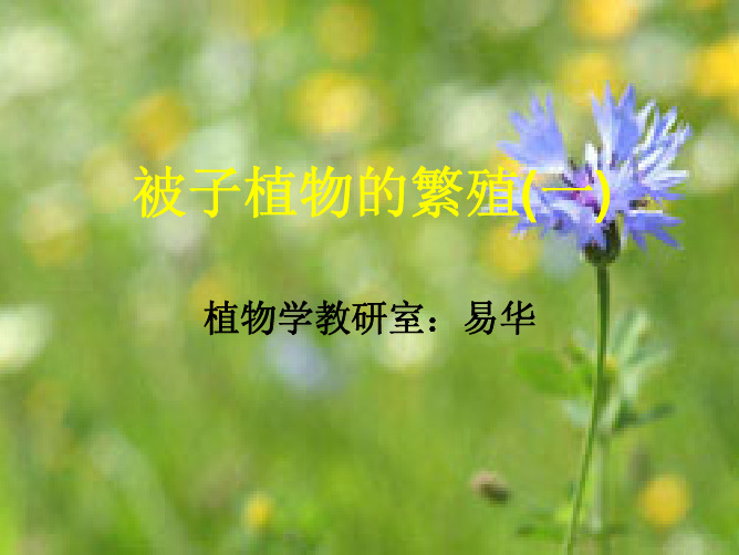 花的结构及发育1