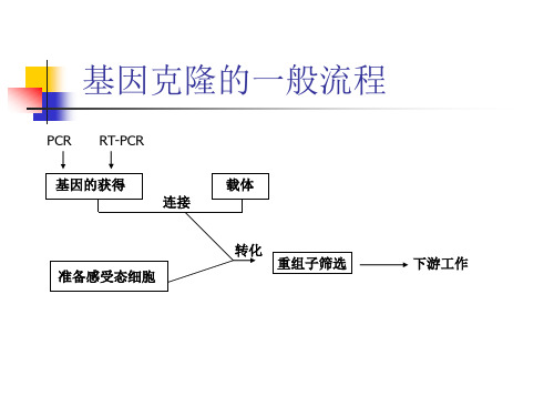 基因克隆的一般流程