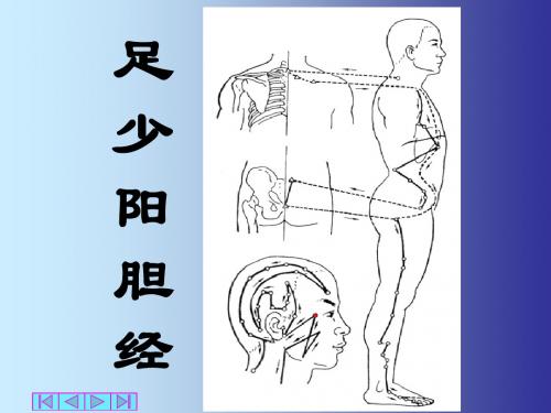 足少阳胆经课件