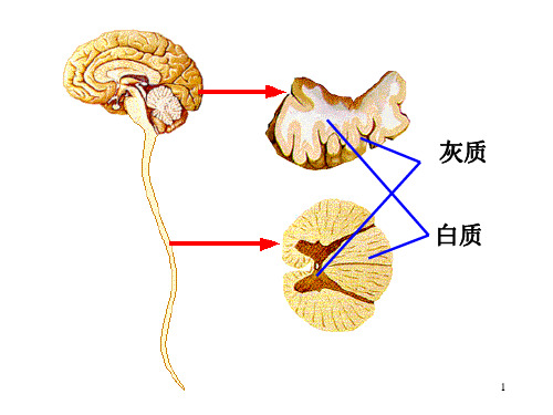 人脑的结构与功能 -PPT