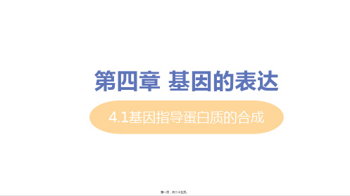 新教材人教版高中生物必修二 4-1基因指导蛋白质的合成 教学课件