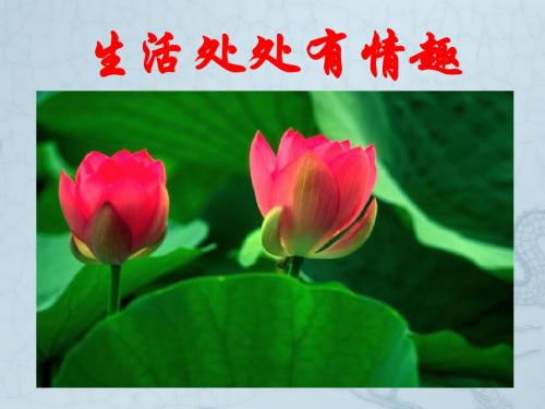 七年级政治 生活处处有情趣 ppt