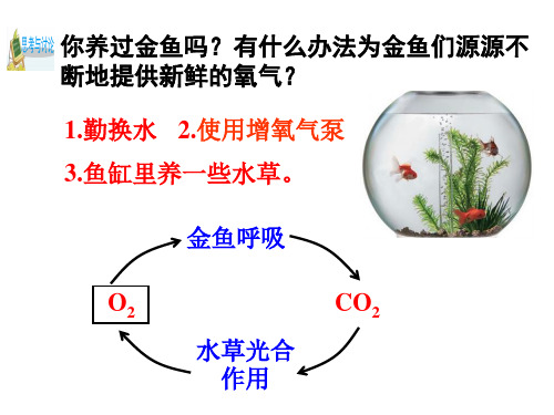 浙教版科学八年级下册3.7自然界中的碳循环和氧循环课件