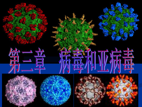 环境工程微生物学-3病毒新