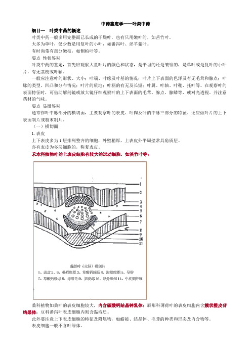 中药鉴定学——叶类中药