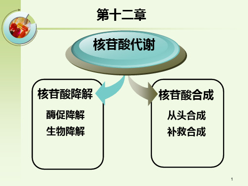 核酸代谢ppt课件