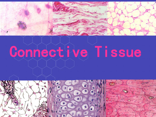 组织与胚胎学英文课件：Connective Tissue