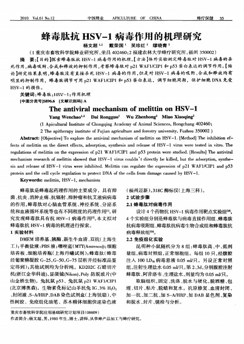 蜂毒肽抗HSV-1病毒作用的机理研究
