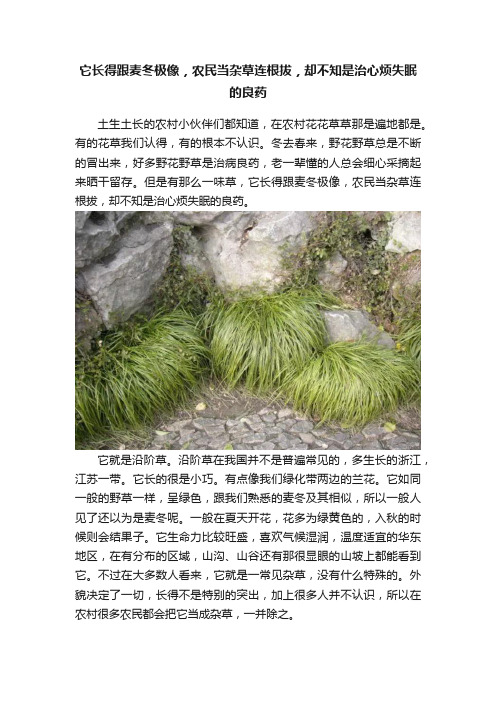 它长得跟麦冬极像，农民当杂草连根拔，却不知是治心烦失眠的良药