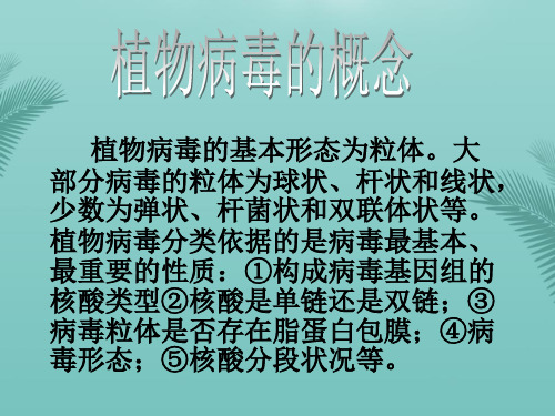 植物脱毒方法优秀PPT文档