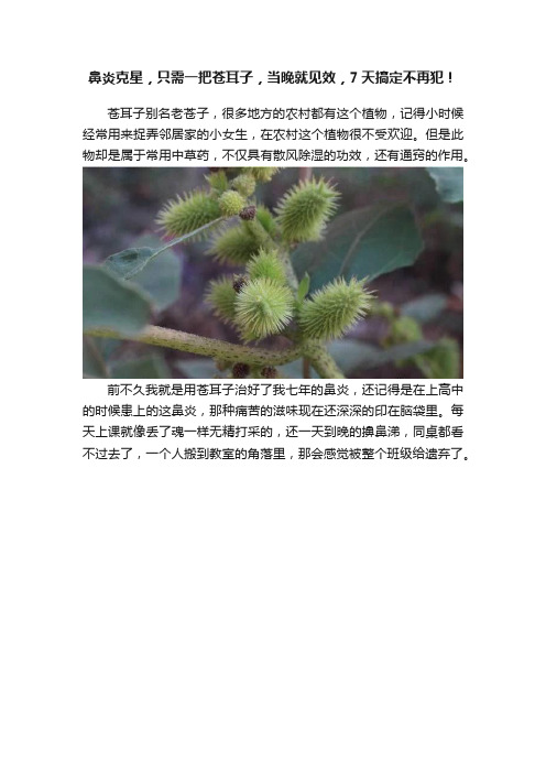 鼻炎克星，只需一把苍耳子，当晚就见效，7天搞定不再犯！