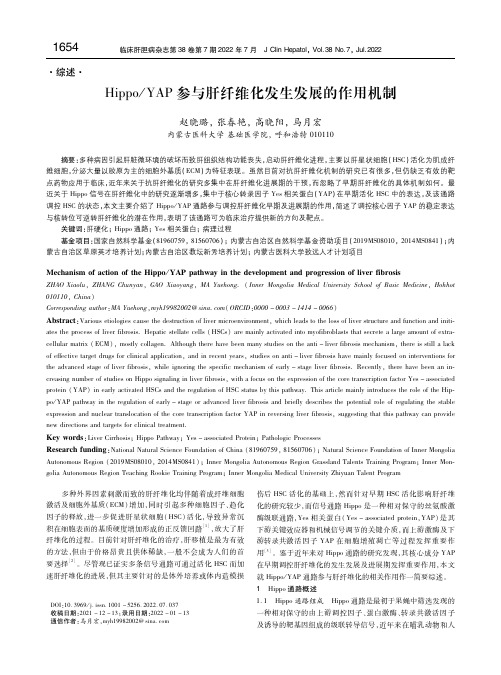 Hippo_YAP参与肝纤维化发生发展的作用机制