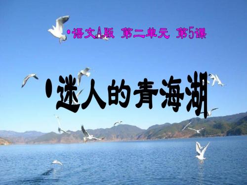 《迷人的青海湖》