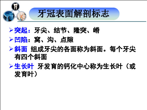 3.课程录制牙体应用名词和表面解剖标志(二)+-+副本