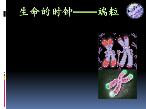 生命的时钟————端粒