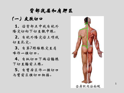 12背部局部解剖学