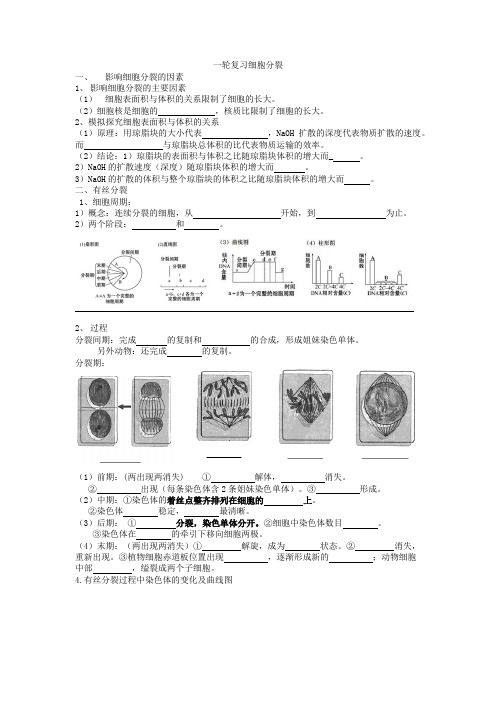 一轮复习 有丝分裂知识点