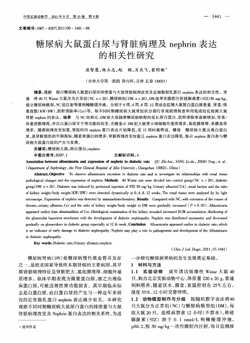 糖尿病大鼠蛋白尿与肾脏病理及nephrin表达的相关性研究