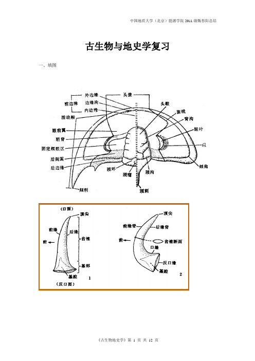 中国地质大学(北京)古生物与地史学简答题复习