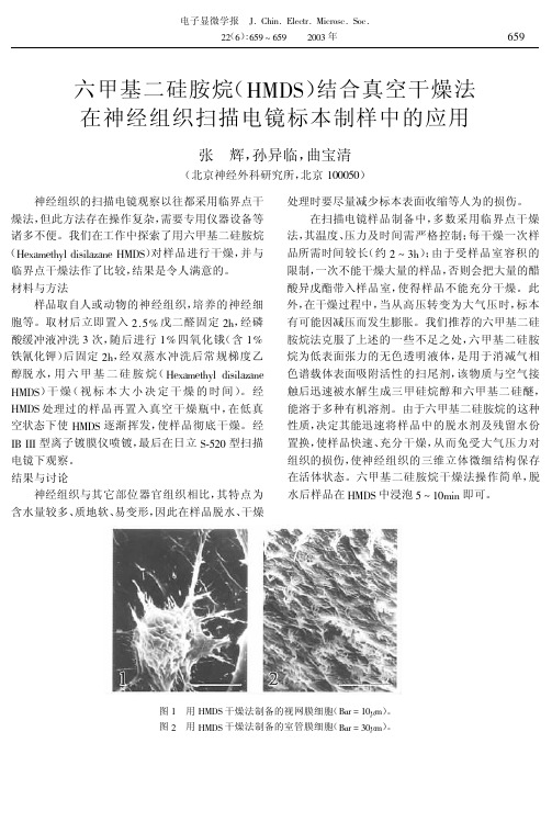 神经组织扫描电镜标本制备