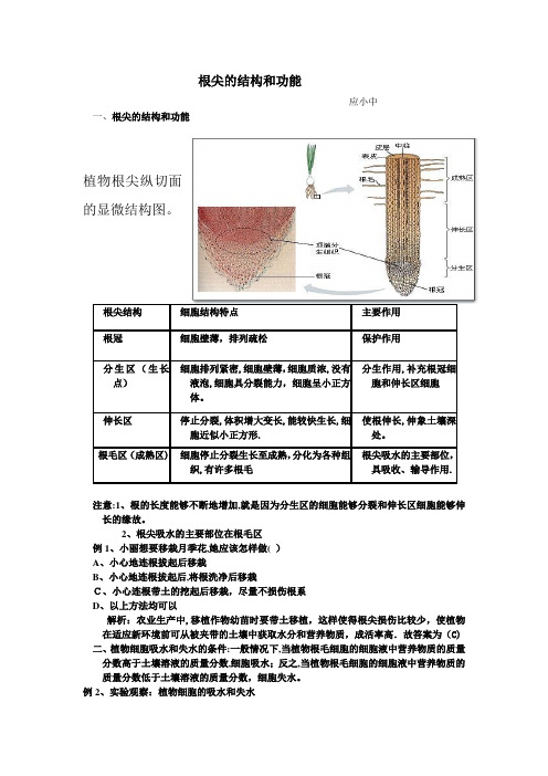 根尖的结构和功能