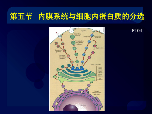 细胞生物学 蛋白质分选