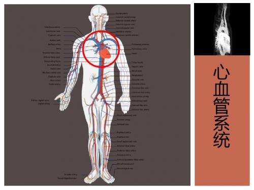 心血管系统.pptx