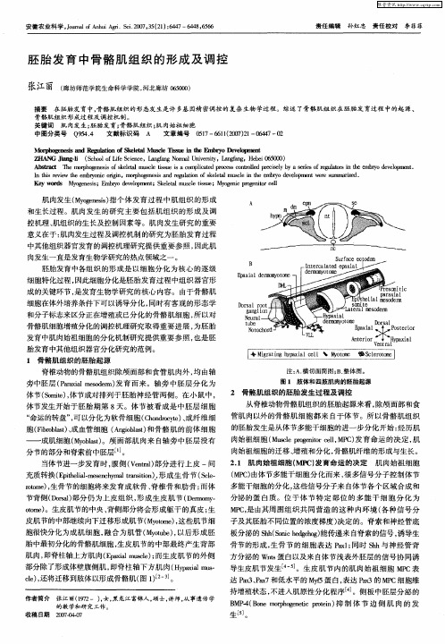 胚胎发育中骨骼肌组织的形成及调控