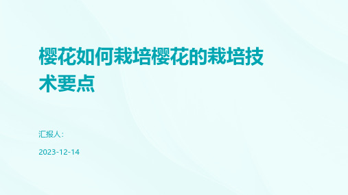 樱花如何栽培樱花的栽培技术要点