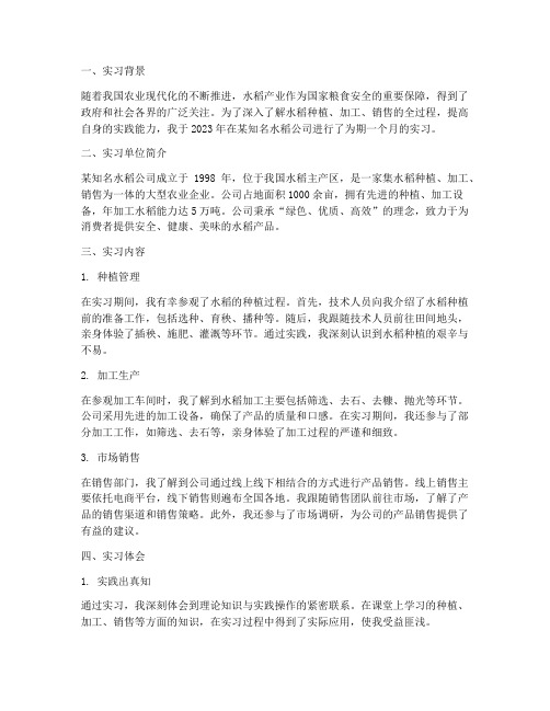 水稻公司实习报告