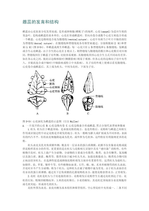 雌蕊的发育和结构雌蕊由心皮原基分化发育而成，是形成