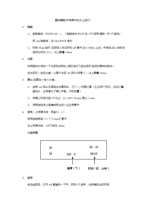 WB实验步骤详细总结