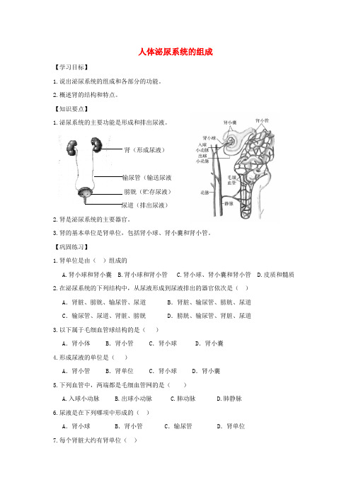 苏教版-生物-七年级下册-4.11.1人体泌尿系统的组成导学案苏教版