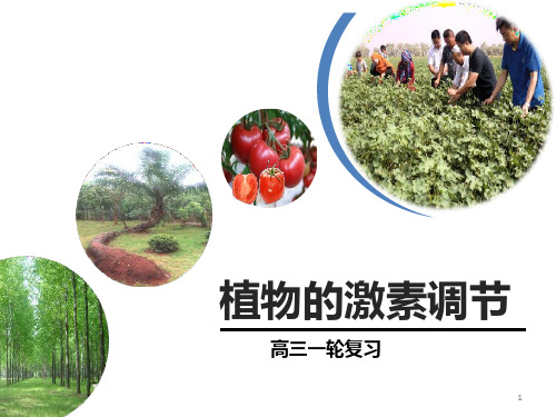 高三生物复习课件：植物激素的调节 (共29张PPT)